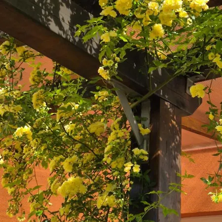 Villa Joy - Rovinj